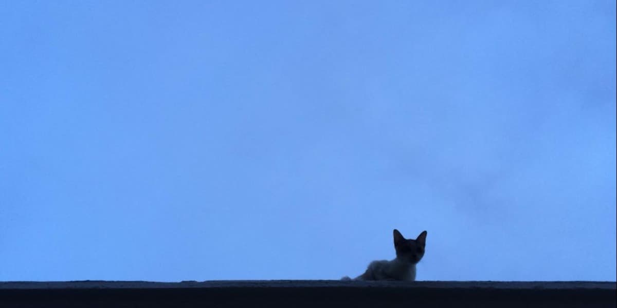 Cover photo
