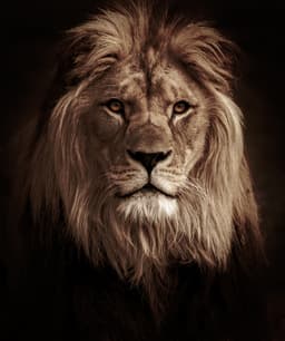 kingpriest.eth