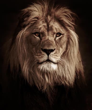 kingpriest.eth