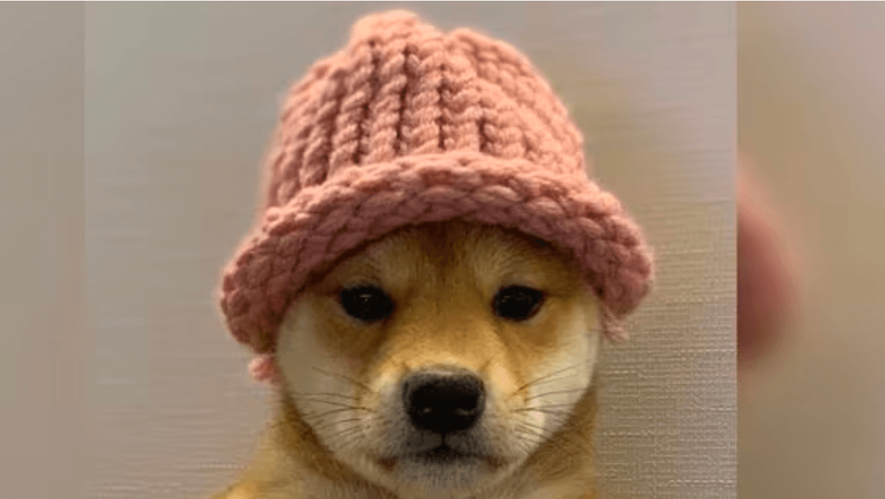 The mascot for the recently popularized memecoin, Dogwifhat.
