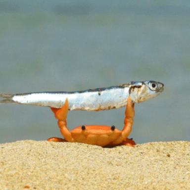 Laurie Suarez on Sand Crabs