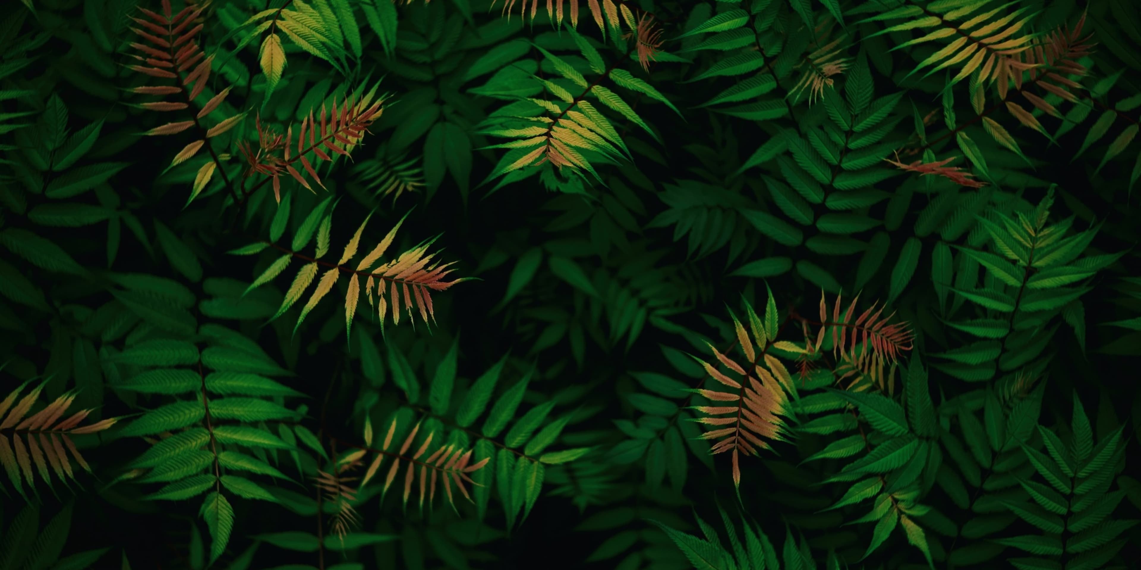 Discover card cover image