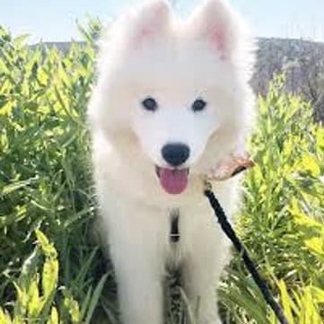 Samoyed Says