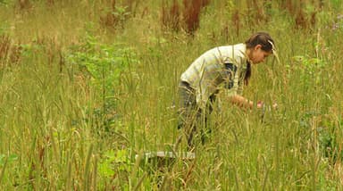 Attention Restoration Theory: A systematic review | ECEHH