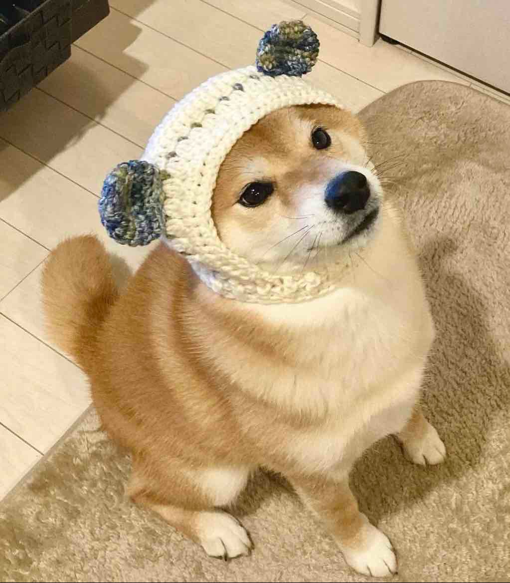 Shiba🐕