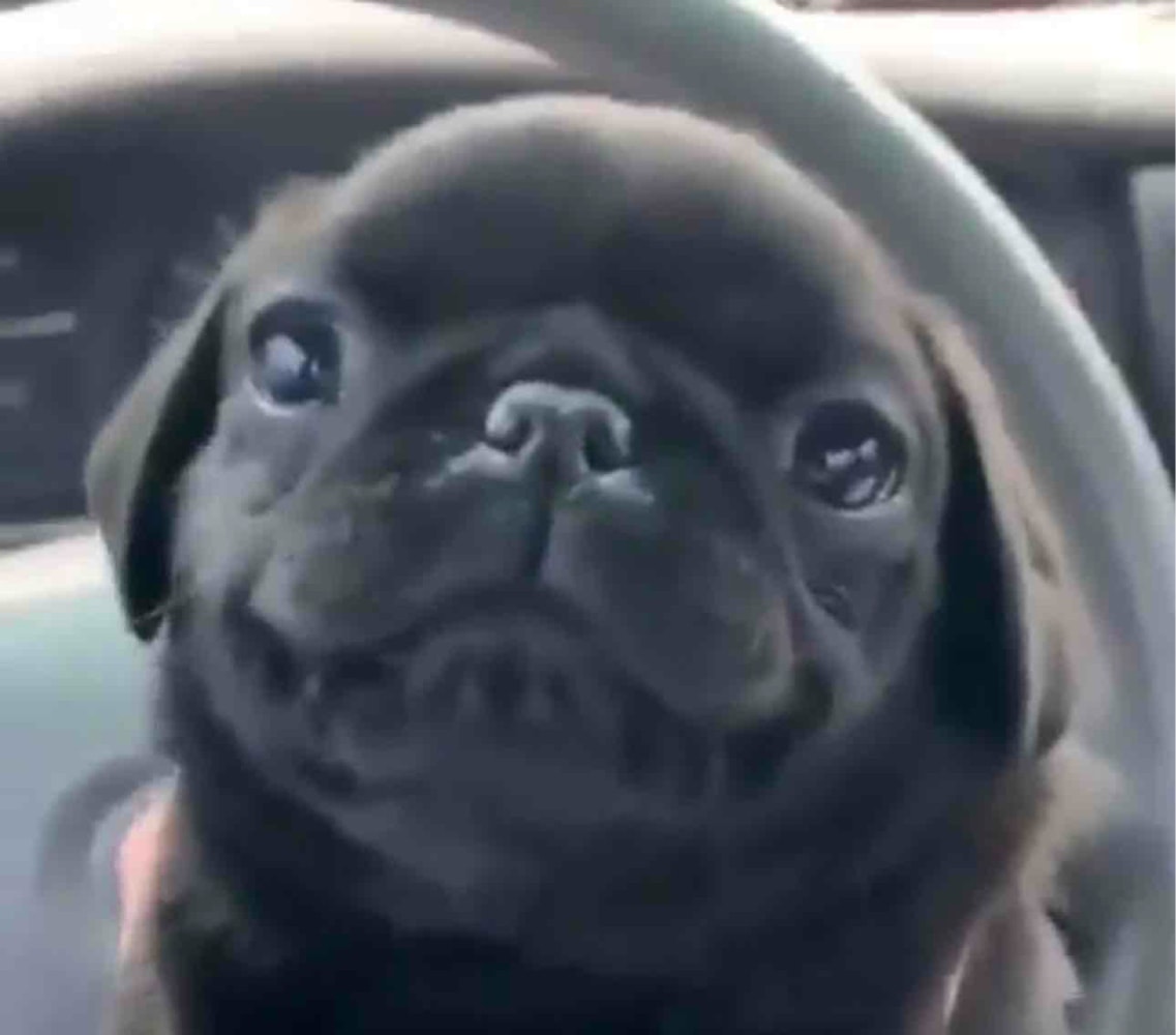 Goggler