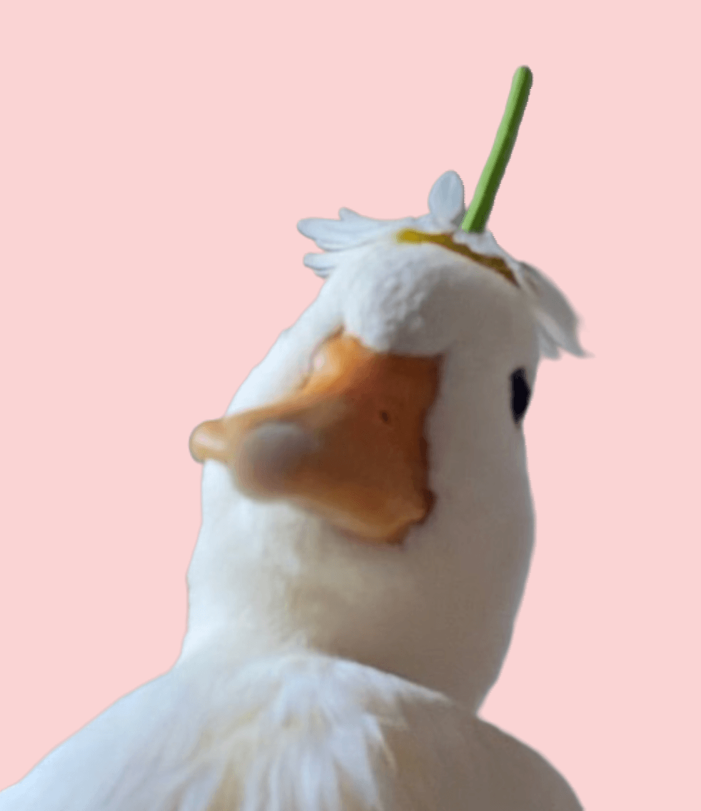 Duck🎩