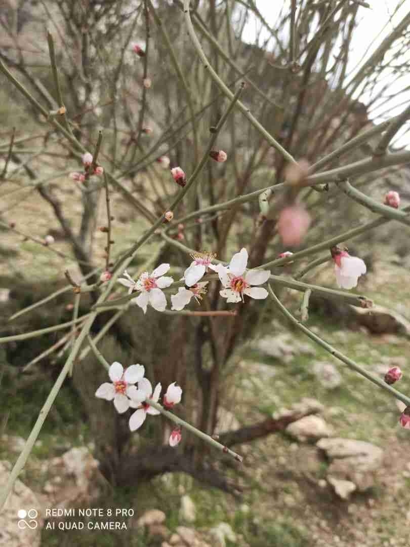 Behtash 