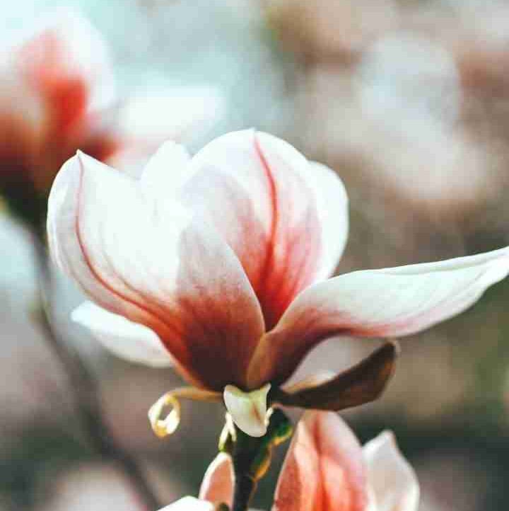 Robin Hossain 