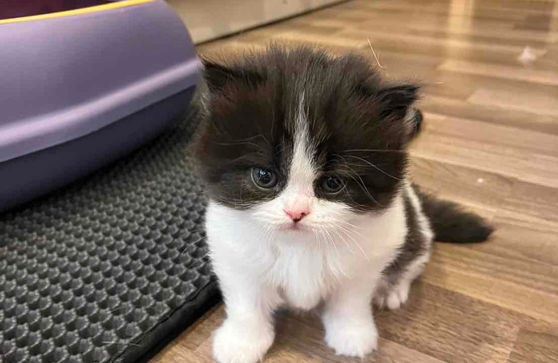 Jeffyz 🎩🍖 | Im a Meow cat!