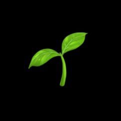 basil (propagation arc)