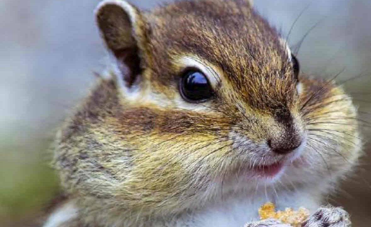 Ali