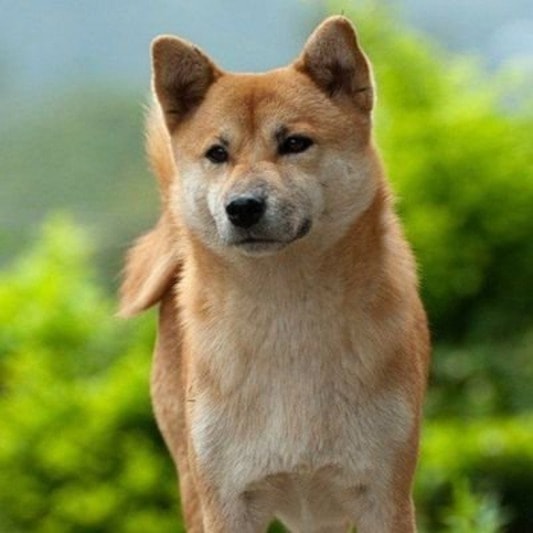 akita